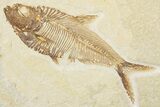 Detailed Fossil Fish (Diplomystus) - Wyoming #345397-1